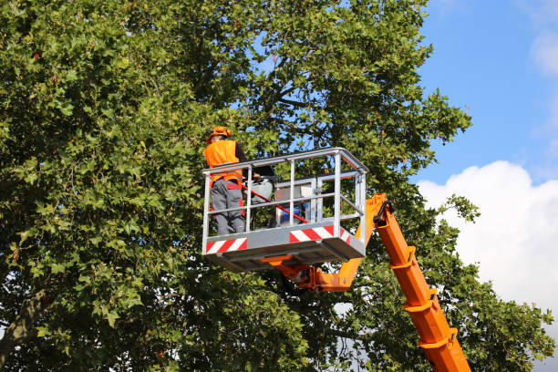 Best Leaf Removal  in Belle Fourche, SD